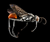 Thread-waisted wasp
