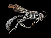 Thread-waisted wasp