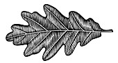 Oak leaf,illustration