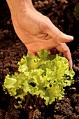 Lettuce cultivation