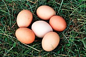 Chicken eggs