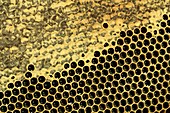 Partially capped honeycomb