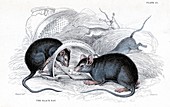 Black Rats