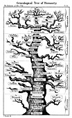 Haeckel's scheme of evolution