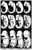 Haeckel's comparison of embryos