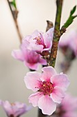 Peach (Prunus persica)