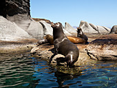 Californian sea lions