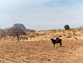 Extensive cow farming on corn field