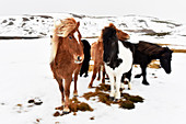 Icelandic horses