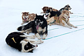 Husky sled dogs