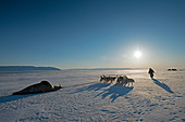 Walrus hunting,Greenland
