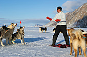 Inuit hunter feeding walrus meat to dogs