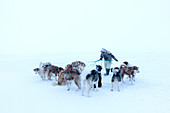 Inuit hunter and husky dog team