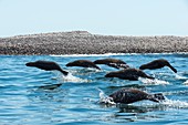 California sea lions leaping