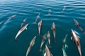 Common dolphins bowriding