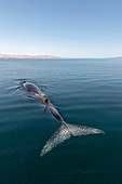 Fin whale