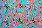 Hosta stomata,light micrograph