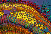 Lavender stem,light micrograph