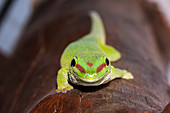 Green day gecko