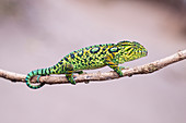 Jeweled chameleon