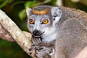 Crowned lemur female