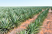 Sisal plantation