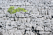 Plant growing on limestone rocks