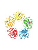 C-reactive protein molecule