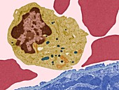 Monocyte white blood cell,TEM