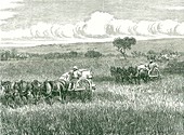 Horse-drawn mechanical harvesters