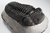 Drotops megalomanicus trilobite fossil