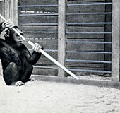 Chimpanzee problem solving research