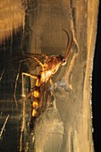 Long-legged fly in amber