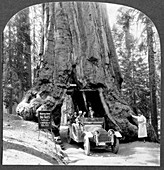 Giant sequoia 'Wawona' tree,1910s