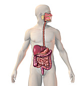 Digestive System,illustration