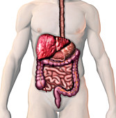 Cirrhosis of the Liver,illustration