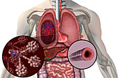 Thoracic Organs,illustration