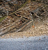 Recumbent folds at Millook Haven