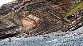 Recumbent folds at Millook Haven