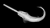 Smalltooth sawfish,X-ray
