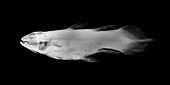 Coelacanth,X-ray