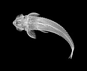 Armoured catfish,X-ray