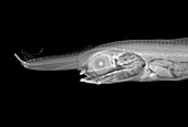 Unicorn crestfish,X-ray