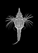 Short dragonfish,X-ray