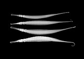 Alligator pipefish,X-ray