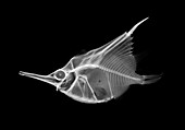 Orange bellowsfish,X-ray