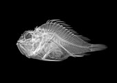 Shortsnout scorpionfish,X-ray