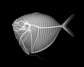 Moonfish,X-ray
