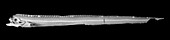 Channel scabbardfish,X-ray