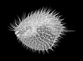Long-spine porcupinefish,X-ray